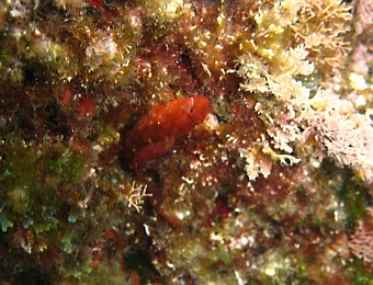 Parablennius-zvonimiri