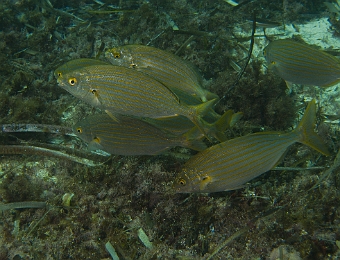 Sarpa-salpa