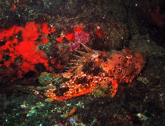 Scorpaena-scrofa