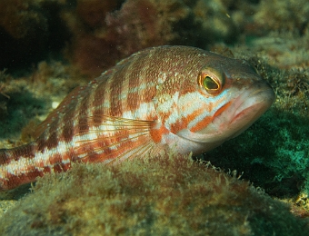 Serranus-cabrilla