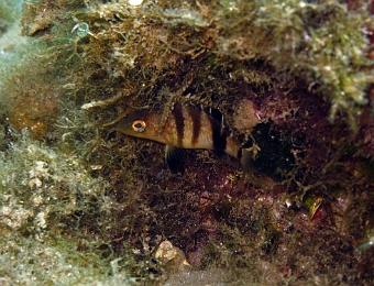 Serranus-hepatus