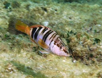 Serranus-scriba