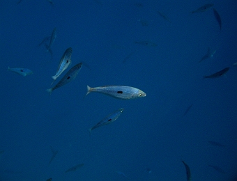 Spicara-maena