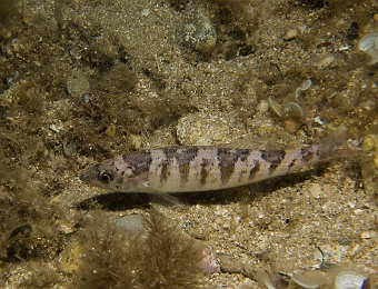 Spicara-smaris