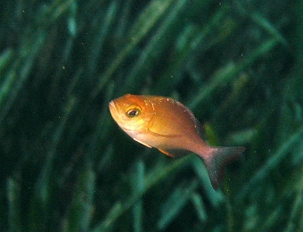 Spondyliosoma-cantharus