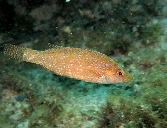 Symphodus-cinereus