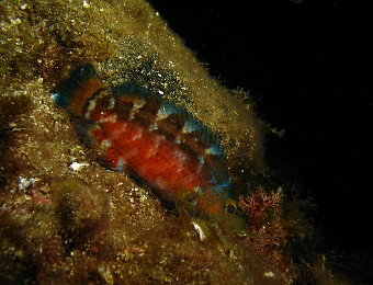 Symphodus-mediterraneus