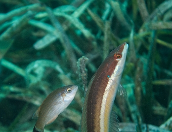 Symphodus-melanocercus