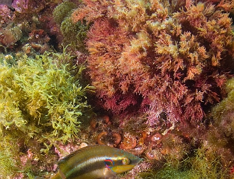 Symphodus-ocellatus