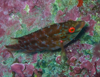 Symphodus-roissali-male