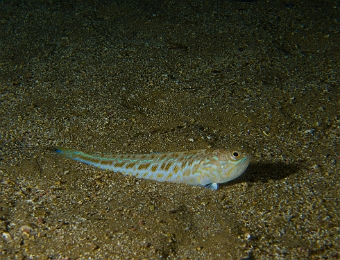 Trachinus-draco