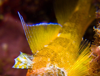 Tripterygion-jaune