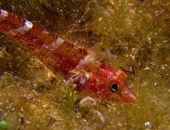 Tripterygion-tripteronotus-femelle