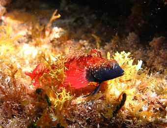 Tripterygion-tripteronotus