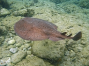 POISSONS-CARTILAGINEUX-ELASMOBRANCHES