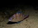 POISSONS-OSSEUX-ACTINOPTERYGIENS