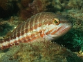 POISSONS-OSSEUX-ACTINOPTERYGIENS