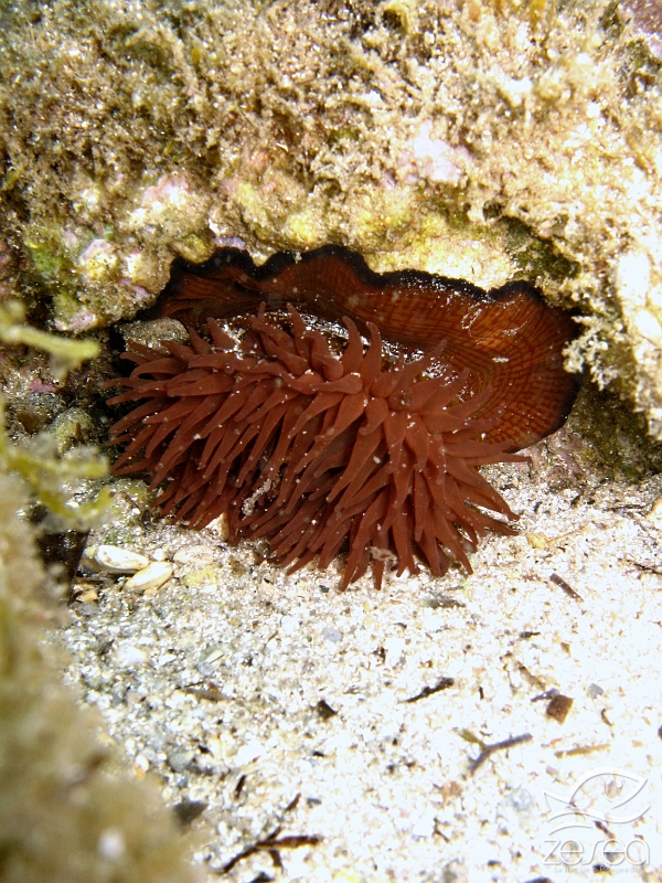 Actinia-equina.jpg - Actinia equina. Classe des Anthozoaires Hexacoralliaires. L'anémone que l'on appelle "la tomate de mer" se rencontre de la surface à quelques mètres de profondeur. Elle peut rester emmergée plusieurs heures sans se dessécher, grâce à son mucus.Lorsque la mer est plus agitée, elle s'ouvre complètement, pour recueillir sa nourriture. Elle existe sous 2 formes: une petite, plus fréquente en Atlantique, et une plus grosse, plus fréquente en Méditerranée.