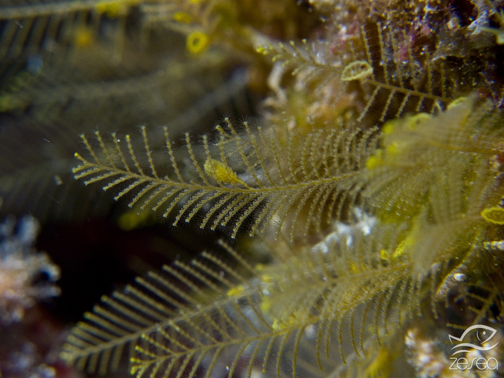 Aglaophenia-tubiformis.jpg - Aglaophenia tubiformis. Classe des Hydrozoaires. Les aglaophénias tubiformes forment des colonies plumeuses que l'on ne rencontrent qu'en Méditerranée.