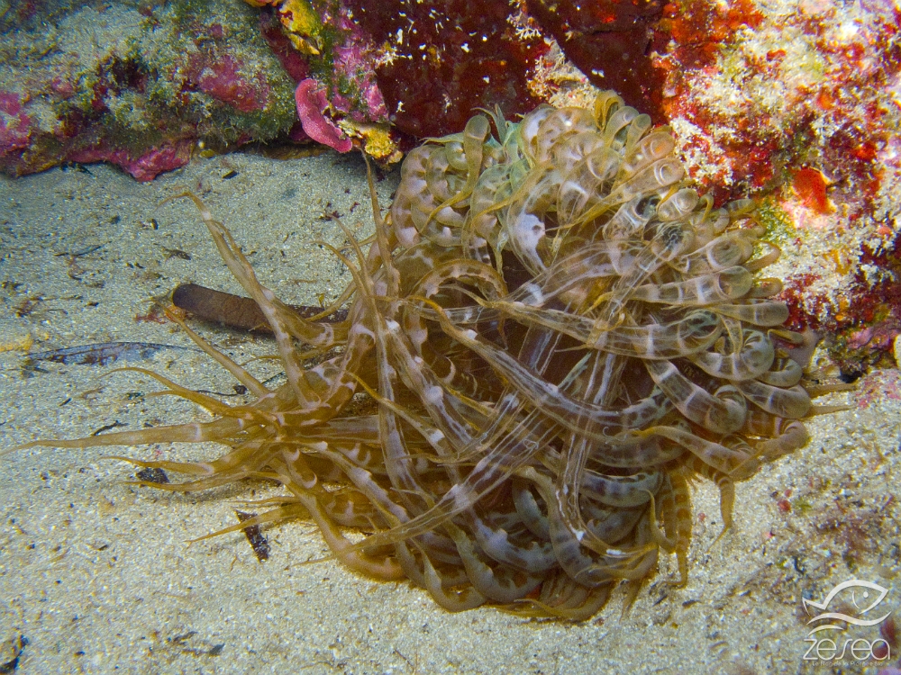 Aiptasie-verte.jpg - Aiptasia mutabilis - Classe des Anthozoaires Hexacoralliaires.  L'aiptasie verte se trouve dans les fonds peu profonds, souvent proche de la surface. Elle a besoin de beaucoup de lumière pour que les algues symbiotiques qu'elle possede puissent faire la photosynthèse.