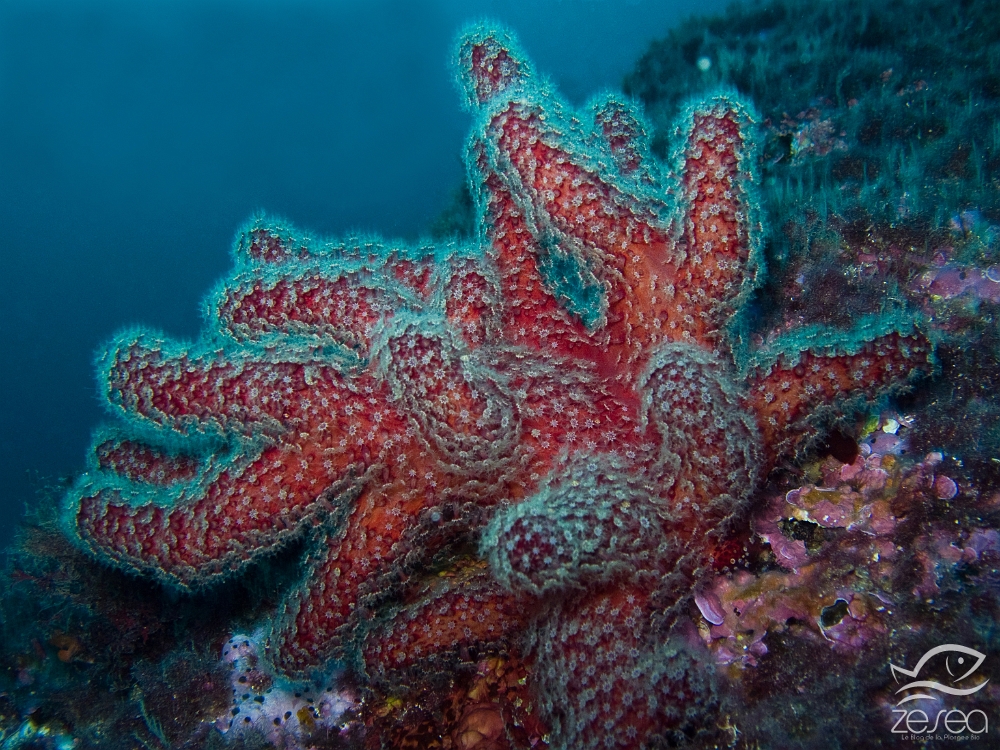 Alcyon-de-mediterranee.jpg - Alcyonium acaule - Classe des Anthozoaires Octocoralliaires. Alcyon de Méditerranée, on l'appelle aussi "Corail mou". Il a la capacité de se gonfler d'eau pour faire sortir ses polypes. On les trouve dans les endroits peu éclairés.