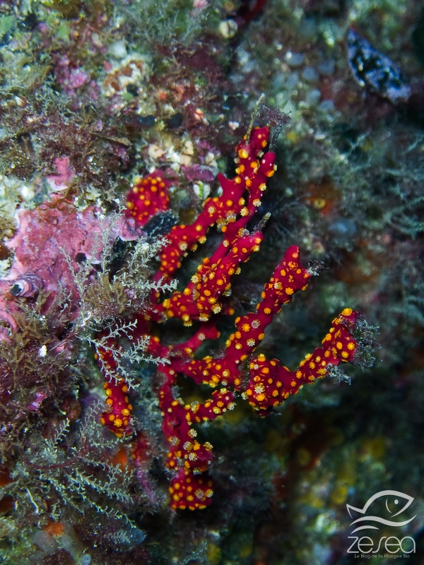 Alcyonium-coralloides.jpg - Alcyonium coralloides. Classe des Anthozoaires Octocoralliaires. L'alcyon encroutant est un corail mou qui vient parasiter les gorgones, en s'installant sur leur branches et en grandissant petit à petit. Il est rugeux au toucher, car il possede des spicules. Ses polypes sont de couleur blanche à jaune.