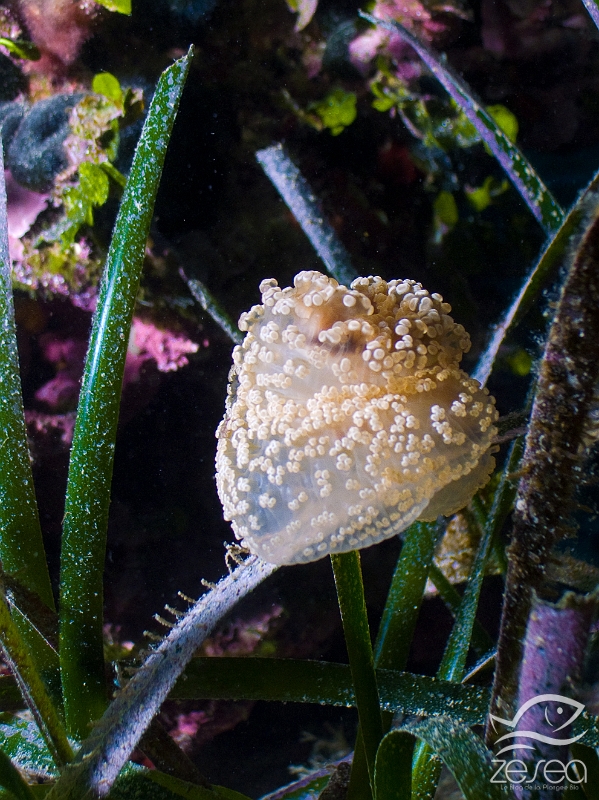 Alicia-mirabilis.jpg -  Alicia mirabilis - Classe des Anthozoaires Hexacoralliaires. Cette anémone que l'on retrouve essentiellement dans les herbiers de posidonie est particulière car elle a un mode de vie nocturne. Pendant la journée, elle reste refermée comme sur cette photo. La nuit, elle s'allonge et déploie ses tentacules afin d'attraper de petites proies.