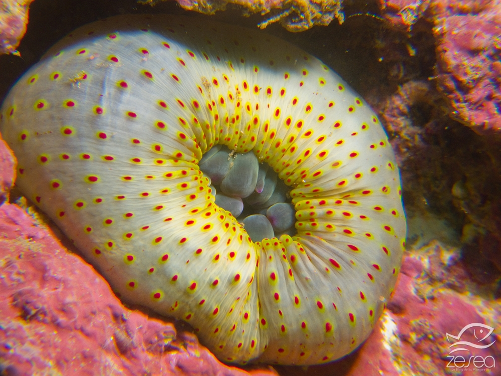 Anemone-charnu-retractee.jpg - Cribrinopsis crassa. Anémone charnue avec ses tentacules retractés.