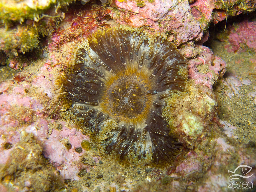 Anemone-solaire.jpg -  Cereus pedunculatus. L'anémone solaire, est une petite anémone commune, que l'on rencontre des la surface, parfois même dans les flaques du supralittoral. Elle doit sa coloration variable aux zooxanthelles qu'elle abrite, différentes selon les milieux.