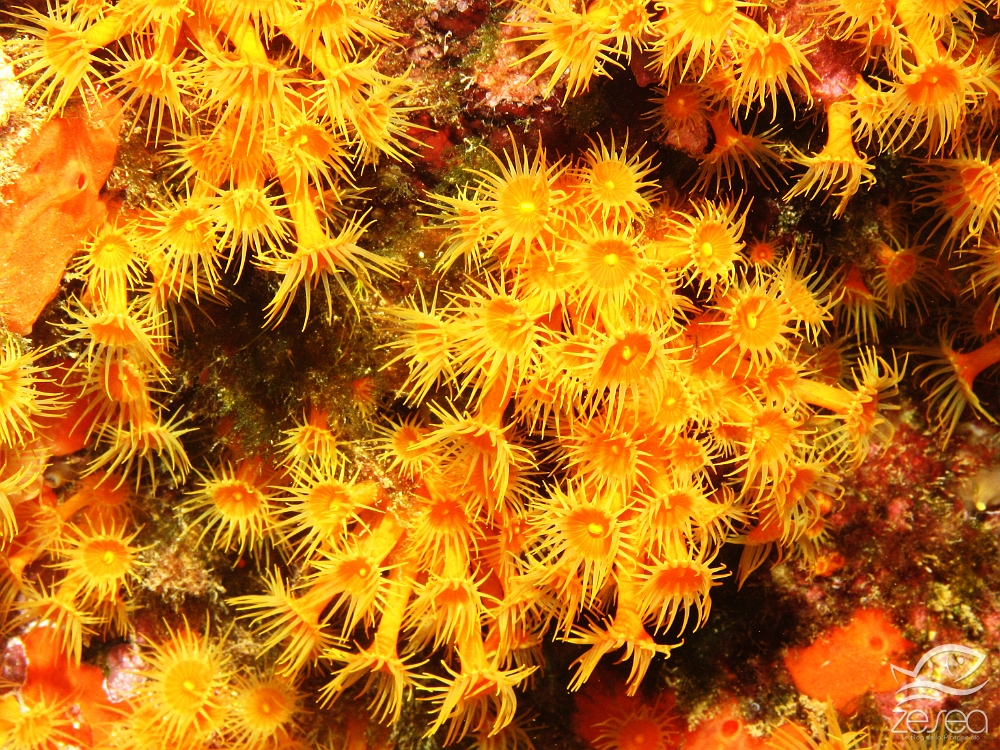 Anemones-encroutantes-jaunes.jpg - Parazoanthus axinellae - Classe des Anthozoaires Octocorallières. Les Zoanthaires jaunes, souvent appelés "Mimosa" par les plongeurs, sont des anémones coloniales encroutantes. Elles recouvrent les parois des zones peu éclairées. Leur nom vient du fait qu'elles sont souvent associées à l'éponge axinelle.