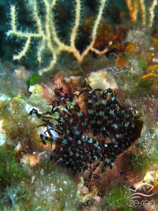 Arachnanthus-oligopodus.jpg - Arachnanthus oligopodus. Classe des Anthozoaires Hexacoralliaires. Le cérianthe strié, se déploie la nuit pour chasser. Les tentacules réagissent tout se suite à la lumière d'une torche ou d'un flash, en formant des petites vrilles à leur extrémité.