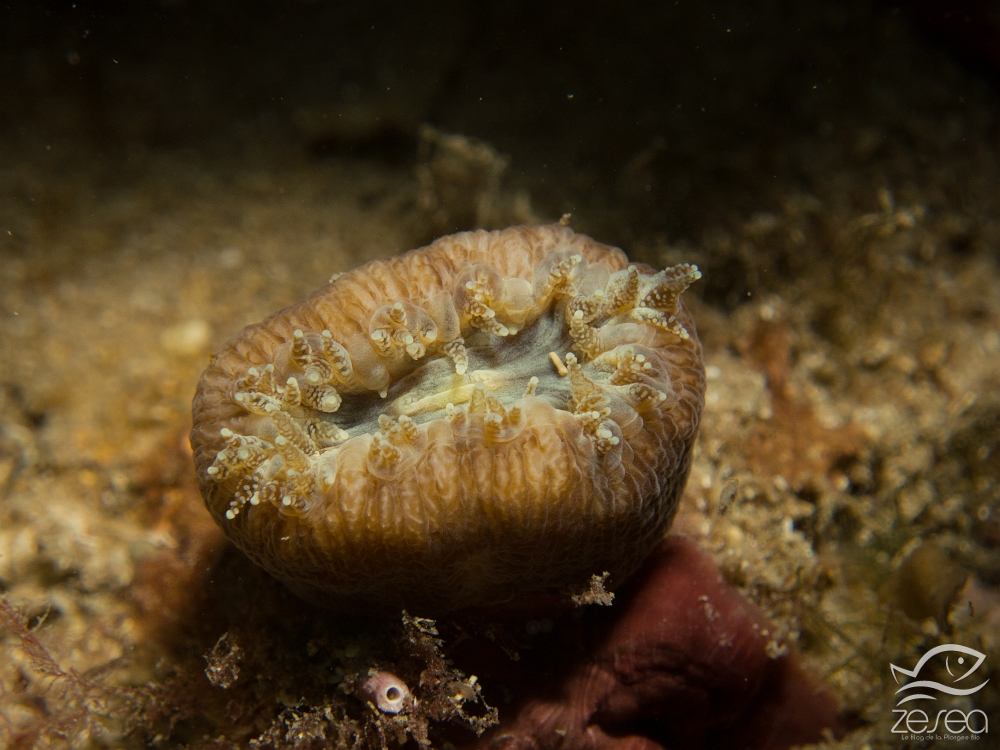 Balanophyllia-europaea.jpg - Balanophyllia europaea. La dent de cochon est un petit madrépore solitaire que l'on peut observer sur des fonds à faible profondeur jusqu'à environ une quarantaine de mètres. C'est une espèce endémique en Méditerranée. Sa couleur brune est due à la présence d'algues symbiotiques appelées zooxanthelles.