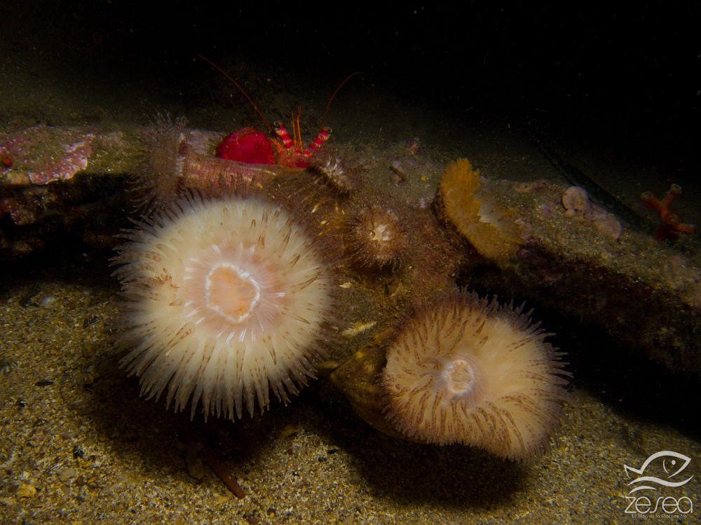 Calliactis-parasitica.jpg - Calliactis parasitica. Classe des Anthozoaires Hexacoralliaires.  L'anémone dite "parasite", que l'on trouve souvent sur le coquille qu'occupe les Bernard l'ermite du genre Dardanus, est en fait une espèce vivant en symbiose avec celui-ci. Le BH la balade sur le fond, et celle-ci la protège grâce à ses tentacules urticants. Elle peut d'ailleurs émettre des filaments defensifs de couleur violette.