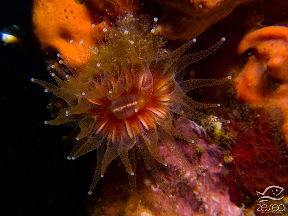 Caryophillia-smithii.jpg - Caryophillia smithii - Classe des Anthozoaires Hexacorallières. Petit corail madrépore solitaire, la dent de chien se trouve dans les endroits peu éclairés, mais peut se voir à faible profondeur.