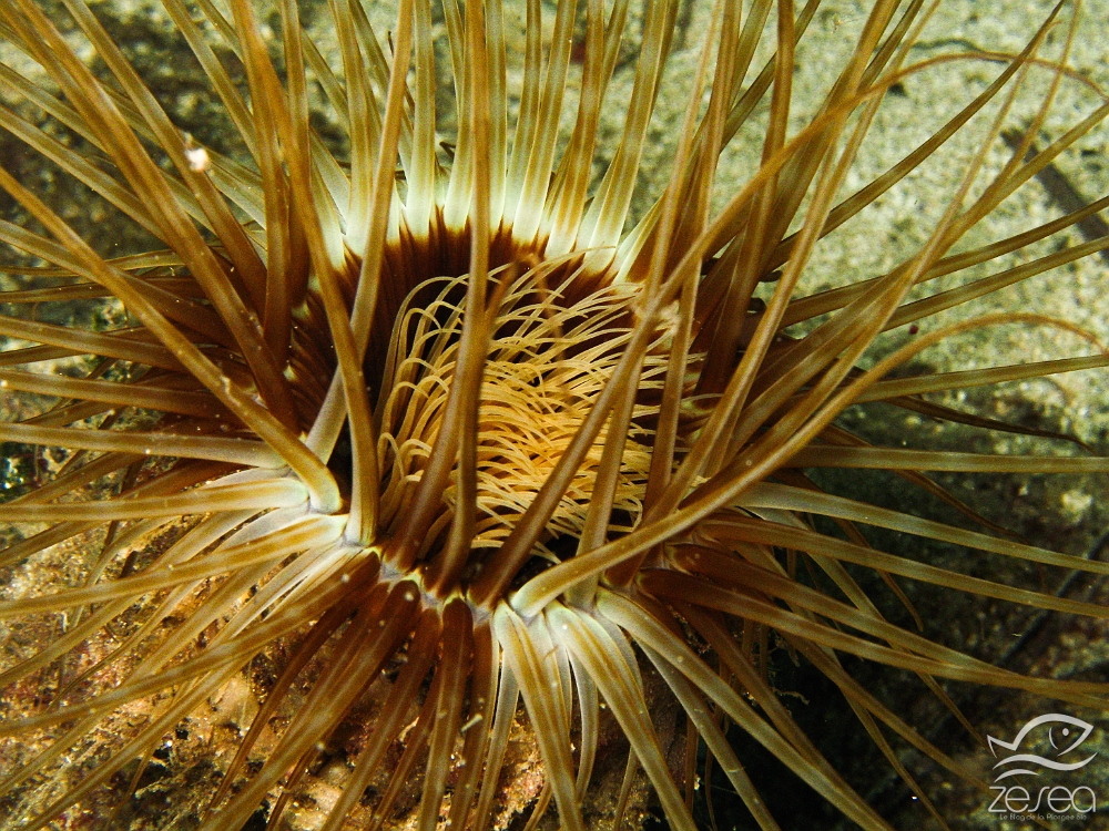 Cerianthus-membranaceus.jpg - Cerianthus membranaceus. Classe des Anthozoaires Hexacoralliaires. Le Cérianthe est une anémone un peu spéciale, puisque son corps est protégé par une membrane en forme de tube. Autour de la bouche on trouve d'abord des petits tentacules, puis des tentacules très longs. Le cérianthe se retracte dans son tube en cas de danger.