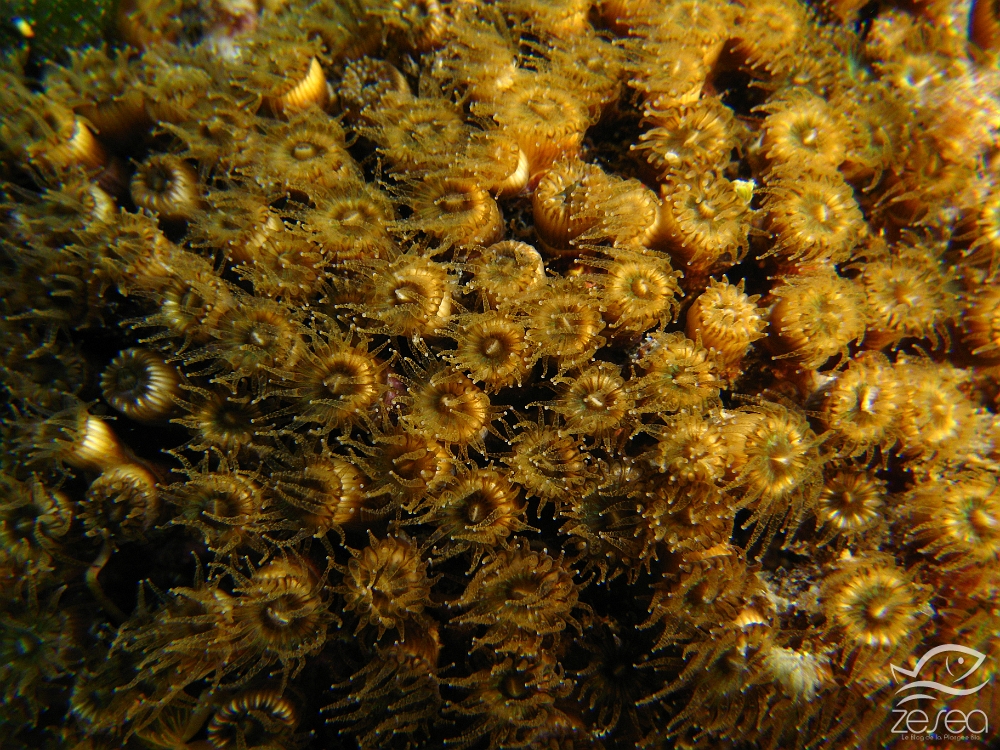 Cladocora-cespitosa.jpg - Cladocora cespitosa. Classe des Anthozoaires Hexacoralliaires.  Ces madrépores coloniaux sont les seuls coraux coloniaux méditerranéens ressemblant véritablement aux coraux tropicaux. Ils forment une demi-sphère, mais peuvent aussi avoir une forme plus branchue en milieu agité. C'est une espèce photophile que l'on trouve jusqu'à 40m de profondeur environ.