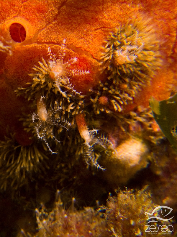 Clavularia-carpediem.jpg - Clavularia carpediem. Les grandes Clavulaires forment des colonies de polypes. Ces Octocoralliaires stolonifères sont reliés entre eux par des stolons. Ils vivent à partir d'une quinzaine de mètres.