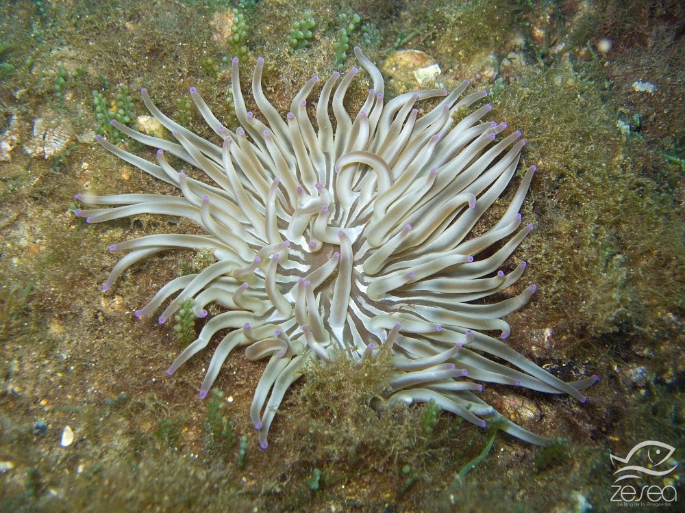 Condylactis-aurantiaca.jpg -  Condylactis aurantiaca. L'anémone soleil ressemble fortement à l'anémone charnue, mais ses tentacules sont plus fins et plus longs. Elle vit également plutôt sur des fonds meubles. On y trouve parfois au milieu des tentacules, des crevettes Périclimenes.