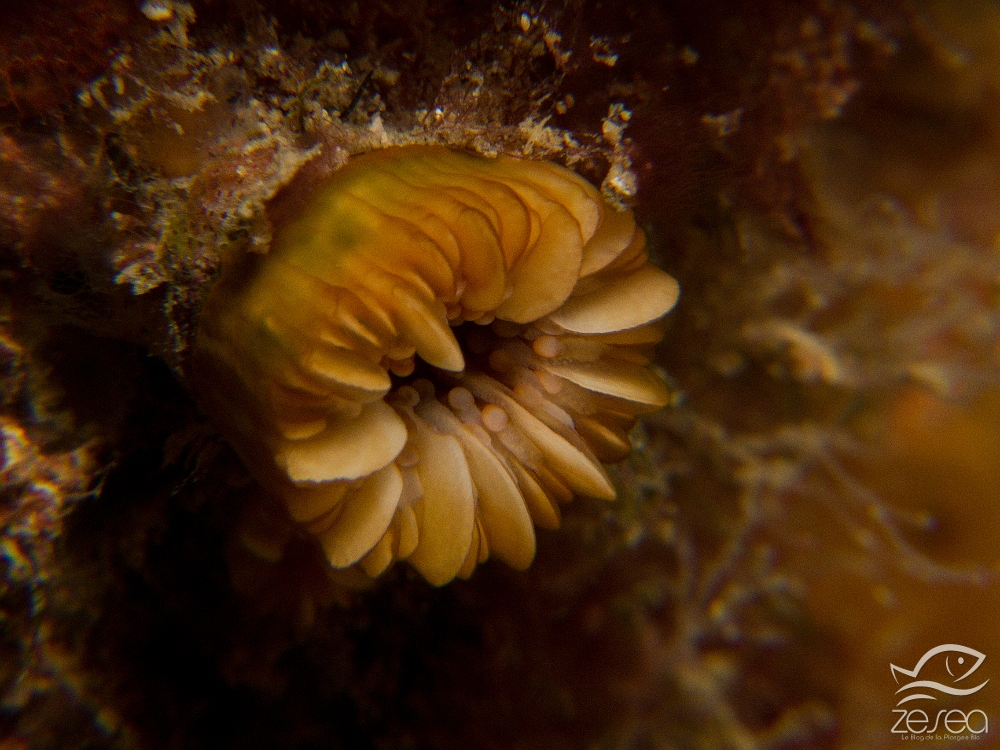 Corail-dent-de-chien.jpg - Caryophillia smithii - Classe des Anthozoaires Hexacorallières. Petit corail madrépore solitaire, la dent de chien se trouve dans les endroits peu éclairés, mais peut se voir à faible profondeur.