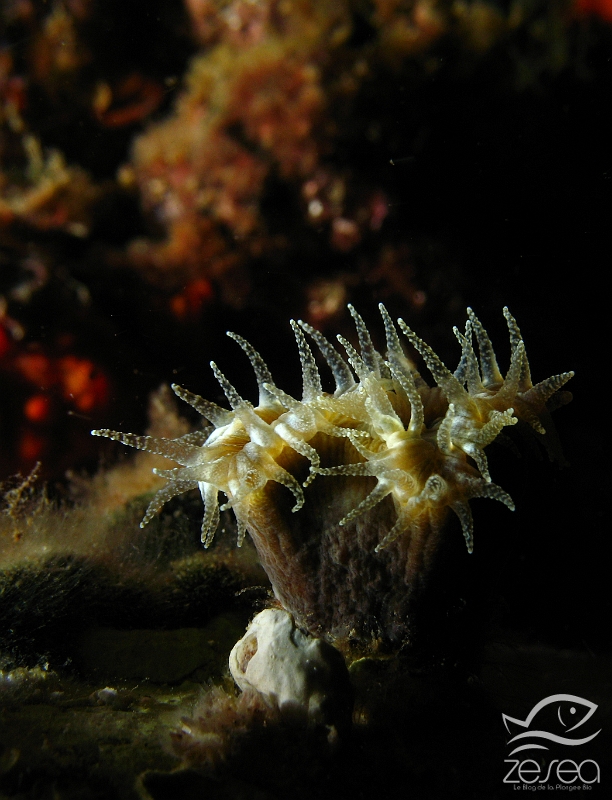 Corail-dent-de-cochon.jpg - Balanophyllia europaea. La dent de cochon est un petit madrépore solitaire que l'on peut observer sur des fonds à faible profondeur jusqu'à environ une quarantaine de mètres. C'est une espèce endémique en Méditerranée. Sa couleur brune est due à la présence d'algues symbiotiques appelées zooxanthelles.