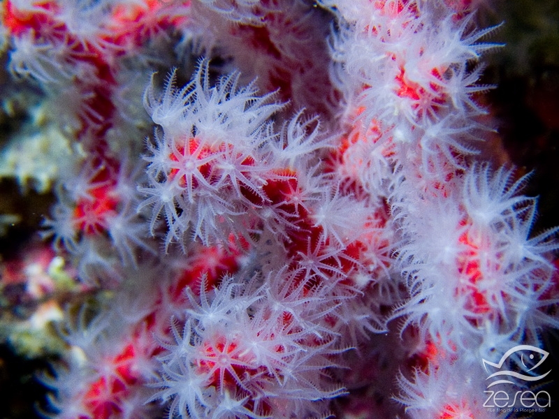 Corail-rouge.jpg - Corallium rubrum. Classe des Anthozoaires Octocoralliaires. Le fameux corail rouge de Méditerranée, est en fait une gorgone un peu spéciale puisque son squelette est calcaire (et pas composé de gorgonine comme la plupart des gorgones).  C'est d'ailleurs ce squelette qui a fait que cette espèce est recherchée depuis plus de 2000 ans, en France, en Italie et en Tunisie principalement, pour la fabrique de bijoux essentiellement. Malheureusement, sa lente vitesse de croissance et la récolte en masse ont fait que l'espèce s'est rarifiée.
