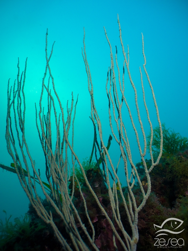 Gorgone-blanche.jpg - Eunicella singularis. Classe des Anthozoaires OctocoralliairesCette gorgone blanche peut atteindre jusqu'à 70 cm de haut. La difference avec la gorgone jaune, c'est que celle-ci grandit sur une surface horizontale et vers le haut. Ses polypes sont bruns. On la trouve à partir de 5 m de profondeur, c'est une espèce photophile.