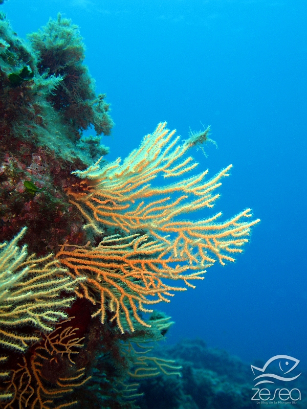 Gorgone-jaune.jpg - Eunicella cavolini - Classe des Anthozoaires Octocorallières. La gorgone jaune peut se trouver à faible profondeur dans les zones peu éclairées. La nuit, elle déploit ses polypes afin de se nourrir.