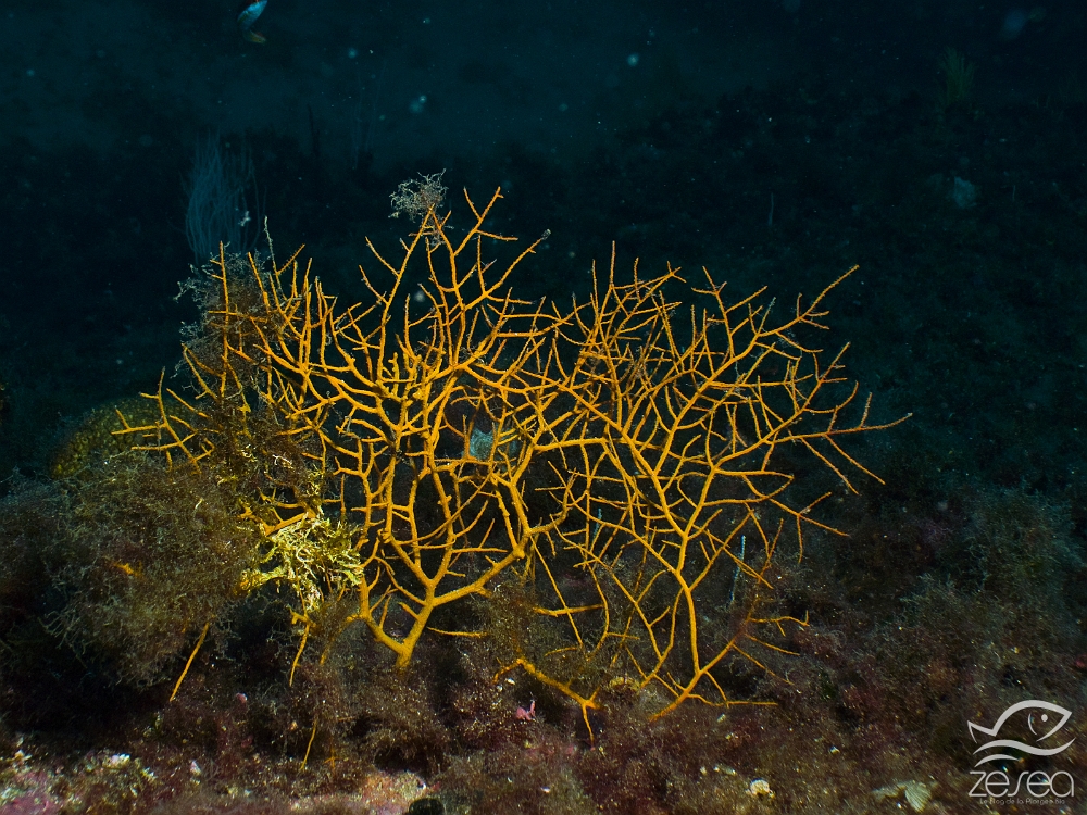 Gorgone-orange.jpg -  Leptogorgia sarmentosa. Classe des Anthozoaires Octocoralliaires. La gorgone orange est plutôt rare, et est présente dans différents biotopes, mais généralement dans des zones ayant un minimum de courant.