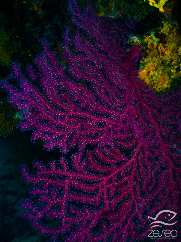 Gorgone-pourpre.jpg - Paramuricea clavata. Classe des Anthozoaires Octocoralliaires. La gorgone pourpre (on entend parfois le nom de gorgone bleue, ce qui est simplement du au fait qu'à une certaine profondeur, sans éclairage, le rouge disparait, elle apparait alors de couleur bleutée), est une espèce sciaphile que l'on trouve à partir de 10-15m de profondeur jusqu'à plus de 100m. Elle est endémique en Méditerranée de l'ouest. C'est une espèce caractéristique du coraligène.