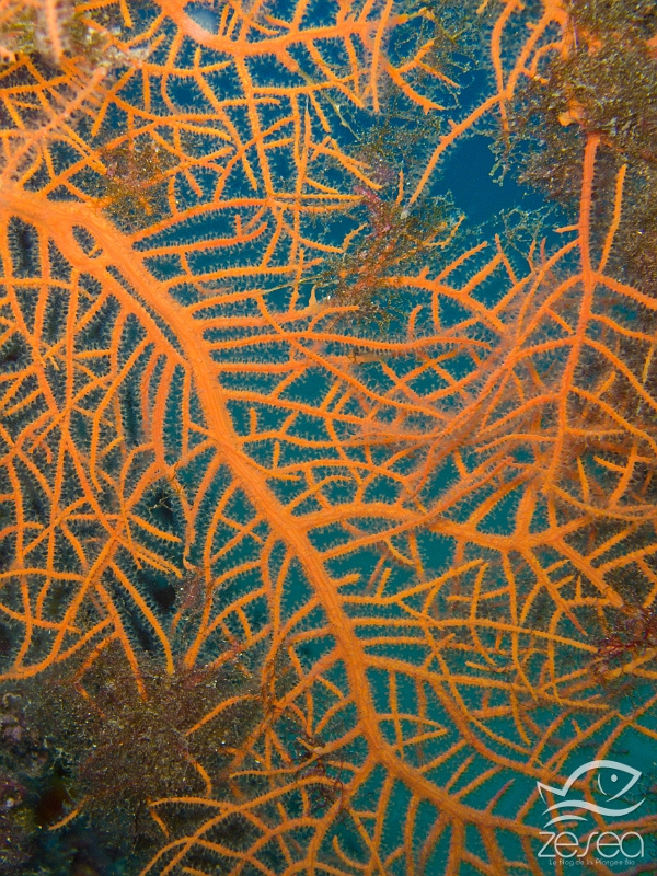Leptogorgia-sarmentosa.jpg -  Leptogorgia sarmentosa. Classe des Anthozoaires Octocoralliaires. La gorgone orange est plutôt rare, et est présente dans différents biotopes, mais généralement dans des zones ayant un minimum de courant. On observe ici les polypes qui sont déployés.