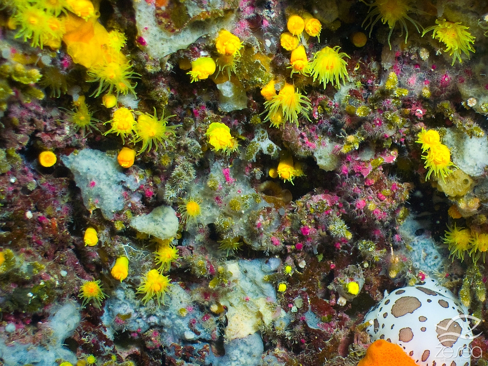Leptopsamia-pruvoti.jpg - Leptopsamia pruvoti - Classe des Anthozoaires Hexacorallières.Le Madrépore jaune est un petit corail solitaire qui vit dans les zones peu éclairées.