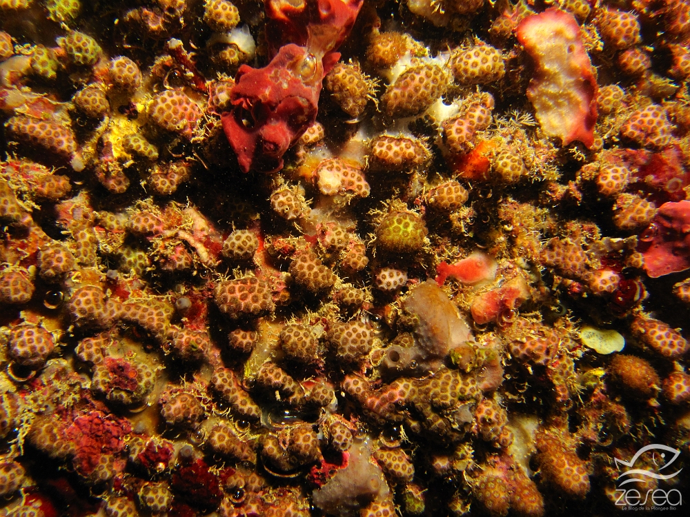Madracis-pharensis.jpg - Madracis pharensis. Cette espèce de madréporaire est présente en Méditerranée et en Atlantique. On trouve ces véritables coraux dans les zones sombres puisque c'est une espèce sciaphile. Exceptionnellement, les septes qui cloisonnent le calice sont au nombre de 10, alors que normalement ils sont 6 ou un multiples de 6.