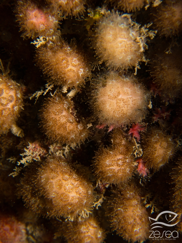 Madracis.jpg - Madracis pharensis. Cette espèce de madréporaire est présente en Méditerranée et en Atlantique. On trouve ces véritables coraux dans les zones sombres puisque c'est une espèce sciaphile. Exceptionnellement, les septes qui cloisonnent le calice sont au nombre de 10, alors que normalement ils sont 6 ou un multiples de 6.