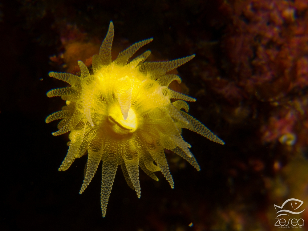 Madrepore-jaune.jpg - Leptopsamia pruvoti - Classe des Anthozoaires Hexacorallières.Le Madrépore jaune est un petit corail solitaire qui vit dans les zones peu éclairées.